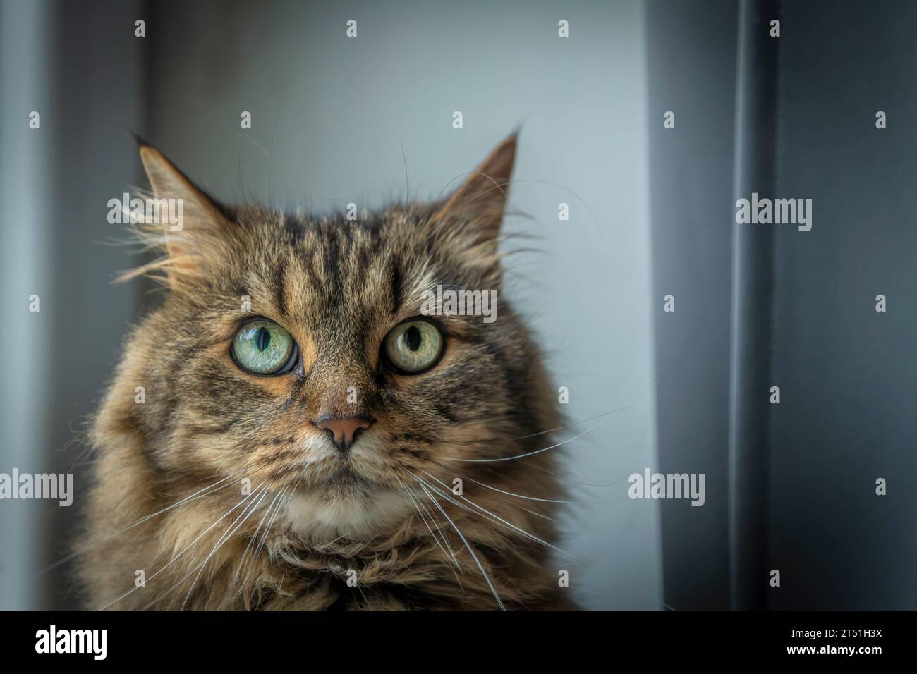 Gatta marrone tabby molto pelosa con occhi verdi all'interno vicino alla finestra Foto Stock