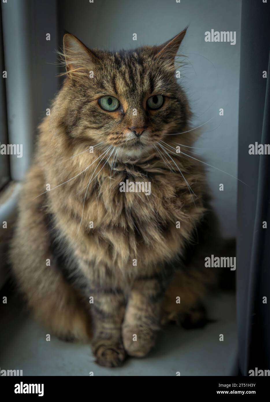 Gatta marrone tabby molto pelosa con occhi verdi all'interno vicino alla finestra Foto Stock