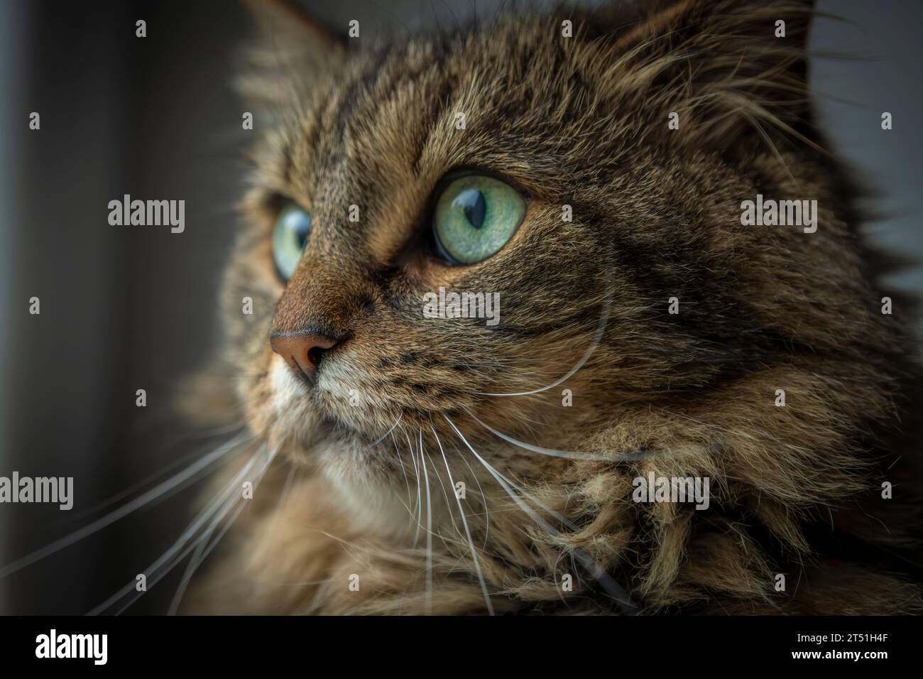 Gatta marrone tabby molto pelosa con occhi verdi all'interno vicino alla finestra Foto Stock