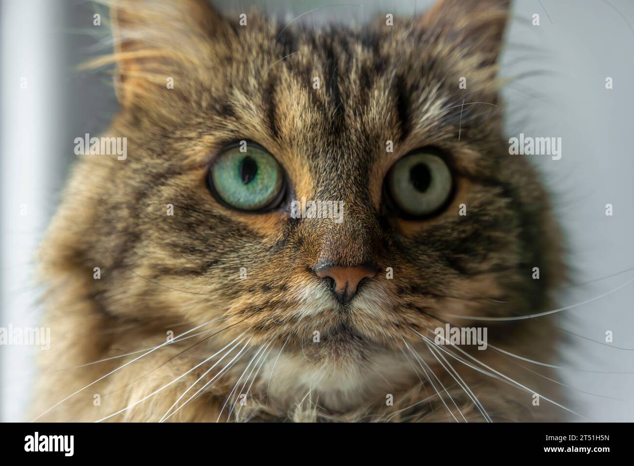Gatta marrone tabby molto pelosa con occhi verdi all'interno vicino alla finestra Foto Stock