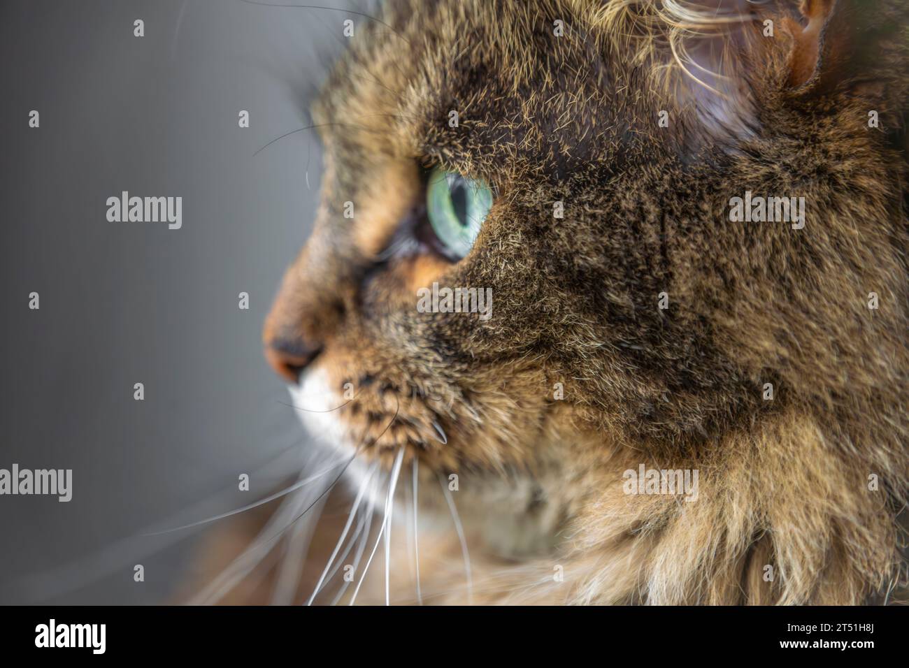 Gatta marrone tabby molto pelosa con occhi verdi all'interno vicino alla finestra Foto Stock