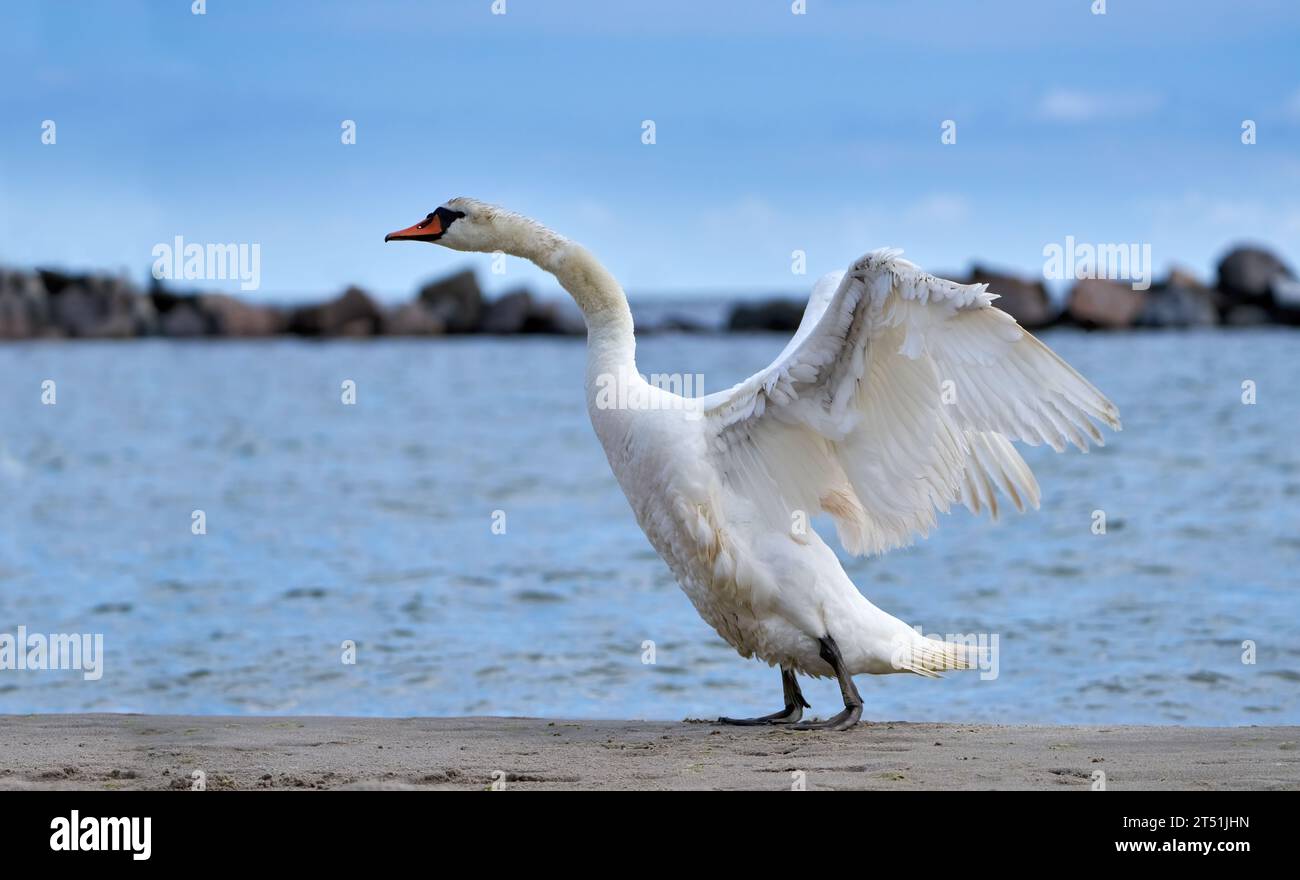 Cigno muto (Cygnus olor) in posizione eretta con ali che si estendono all'indietro - Usedom, Mar Baltico Foto Stock