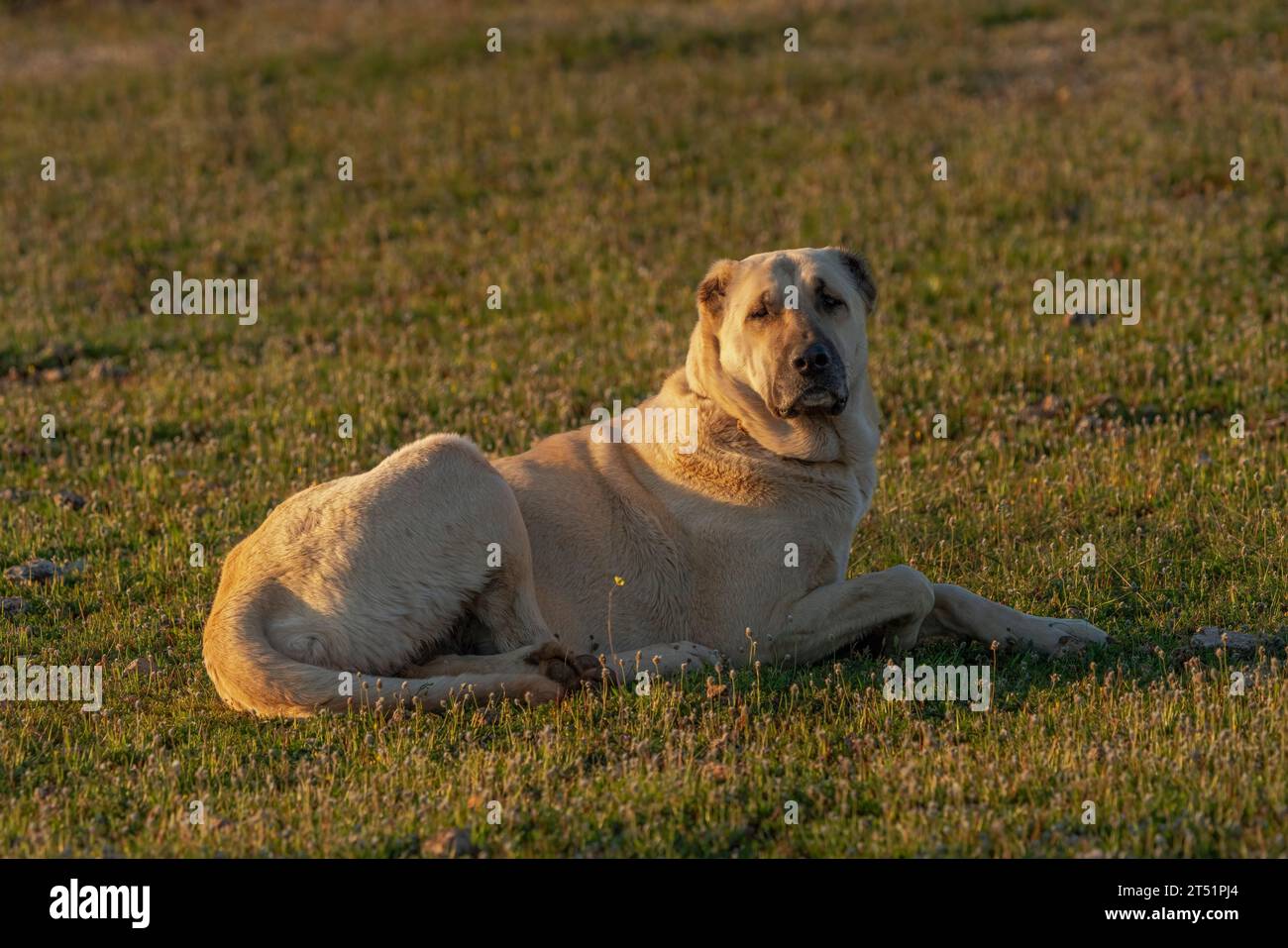 Grande cane da pastore che giace nell'erba in Turchia Foto Stock