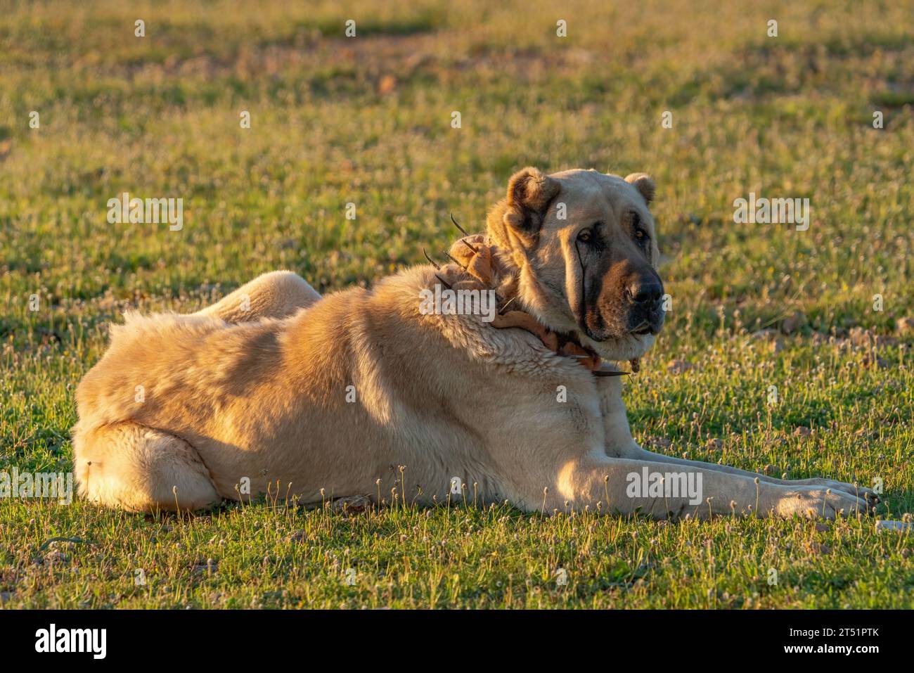 Grande cane da pastore che giace nell'erba in Turchia Foto Stock