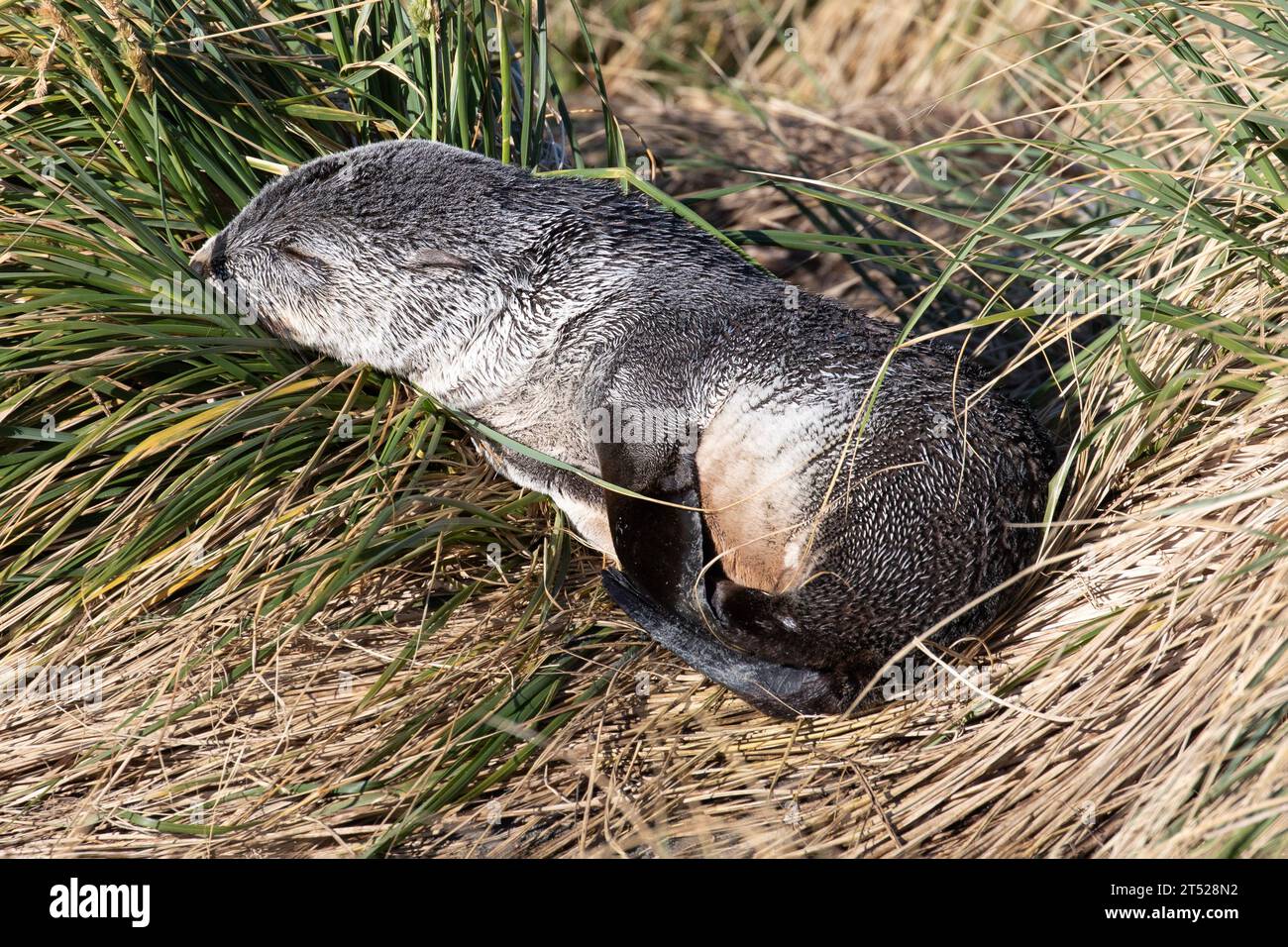 Una giovane foca sudamericana di pelliccia, Arctocephalus australis, che dorme in una specie di erba Tussac nelle isole Falkland. Foto Stock