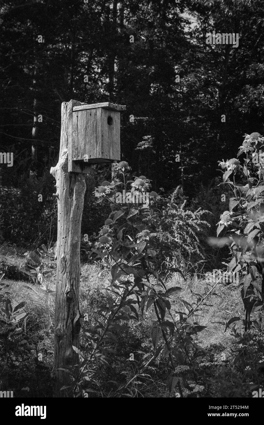 Un'unica casetta di legno arroccata su un palo di legno logoro nel mezzo di un campo fiorito di fiori selvatici. L'immagine è stata acquisita in nero analogico e bianco Foto Stock