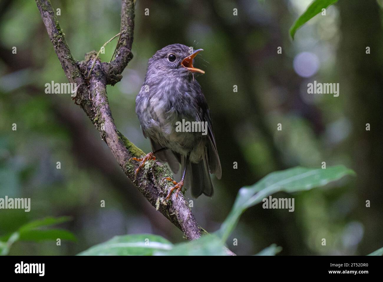 North Island Robin della nuova Zelanda - Petroica longipes nome Maori Toutouwai - arroccato su un ramoscello nella foresta Foto Stock