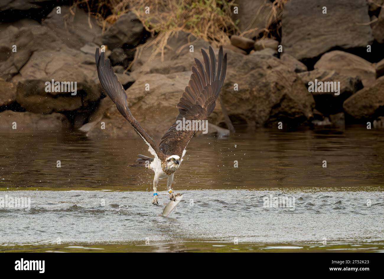 L'Osprey orientale (Pandion haliaetus cristatus) è un uccello preda diurno che si nutre di pesci. Vivono nelle regioni costiere dell'Australia, questo uccello maschile è W Foto Stock