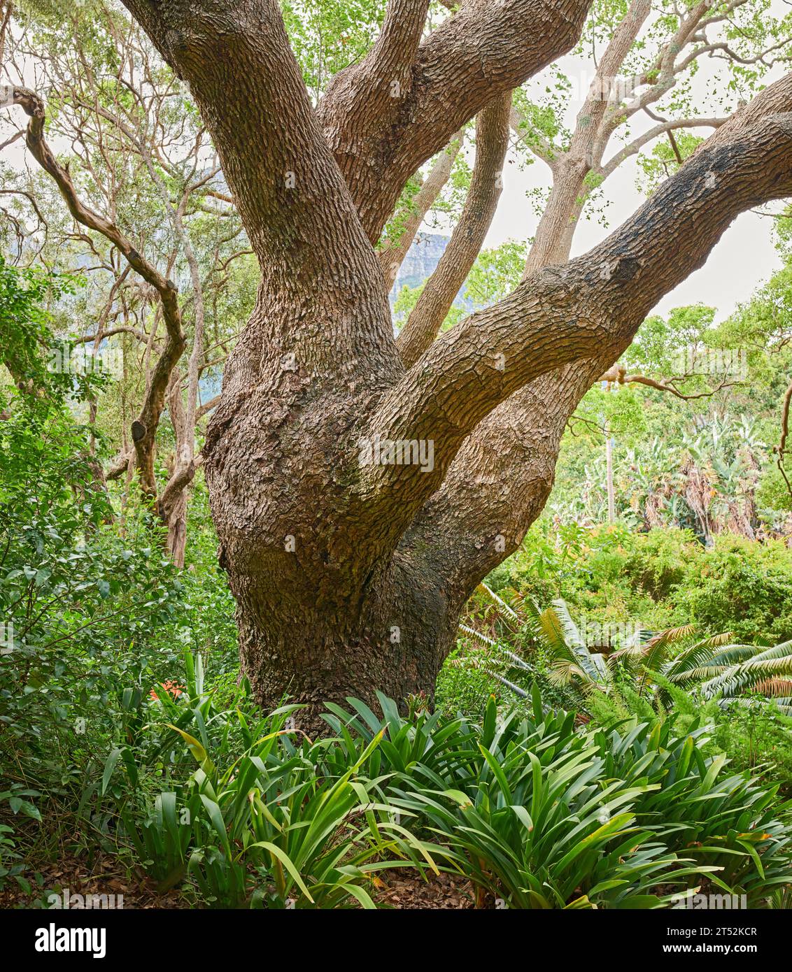 Primo piano di una grande quercia che cresce in una foresta densa. Bellissimo paesaggio naturale selvaggio di piante verdi lussureggianti nei boschi o un eco-friendly Foto Stock