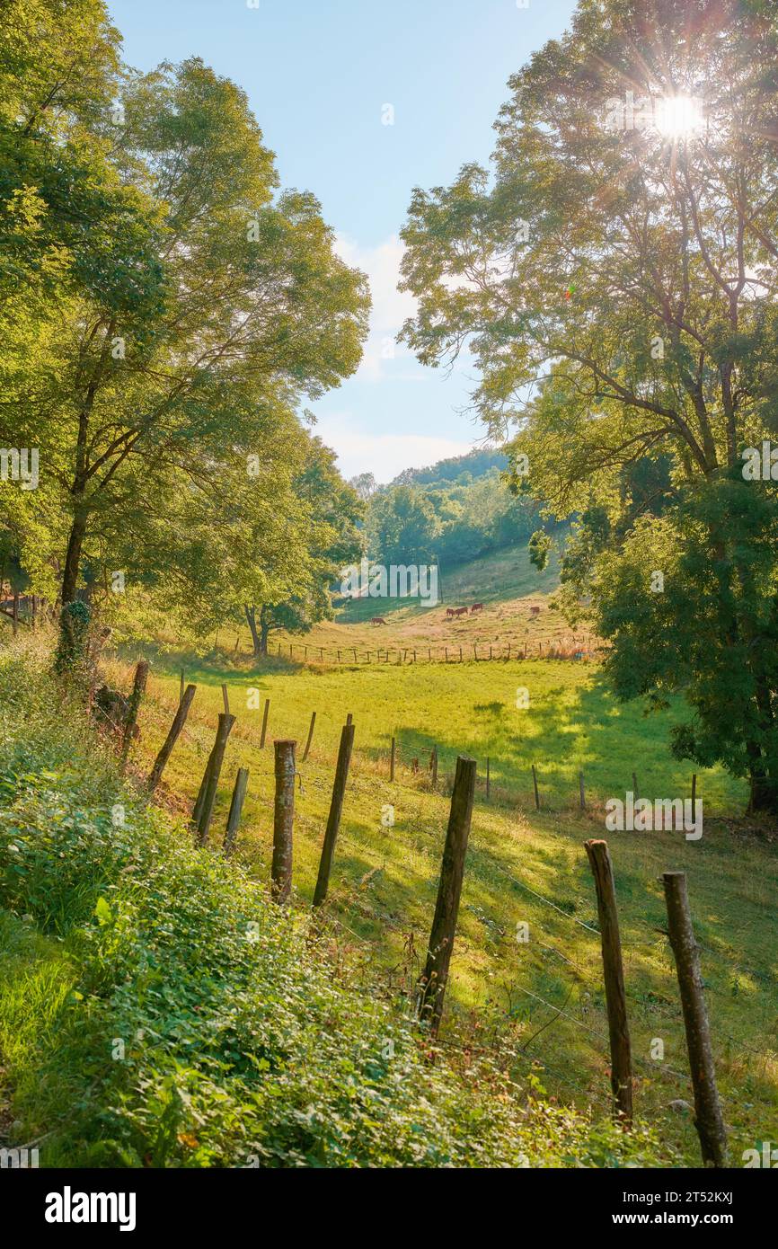 Vista sul verde naturale degli alberi e dell'erba. Bella passeggiata tra alberi alti e paletti di recinzione in legno che creano un sentiero circondato dalla natura. Soleggiato Foto Stock