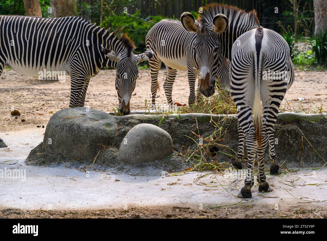 Dare da mangiare agli Zebra allo zoo di Singapore Foto Stock