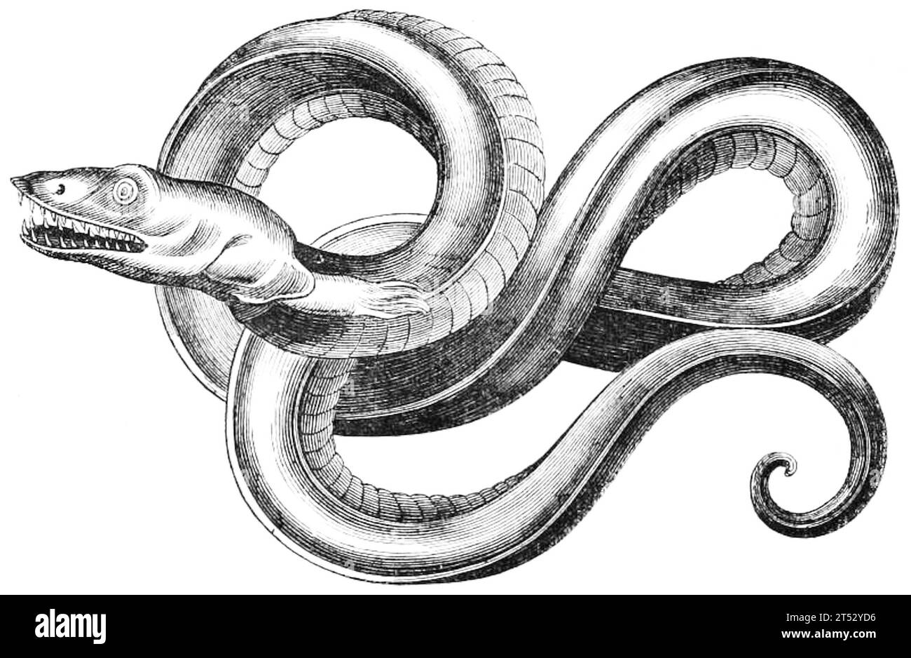 Hortus sanitatis, quatuor libris haec quae snbsequuntur complectens Foto Stock