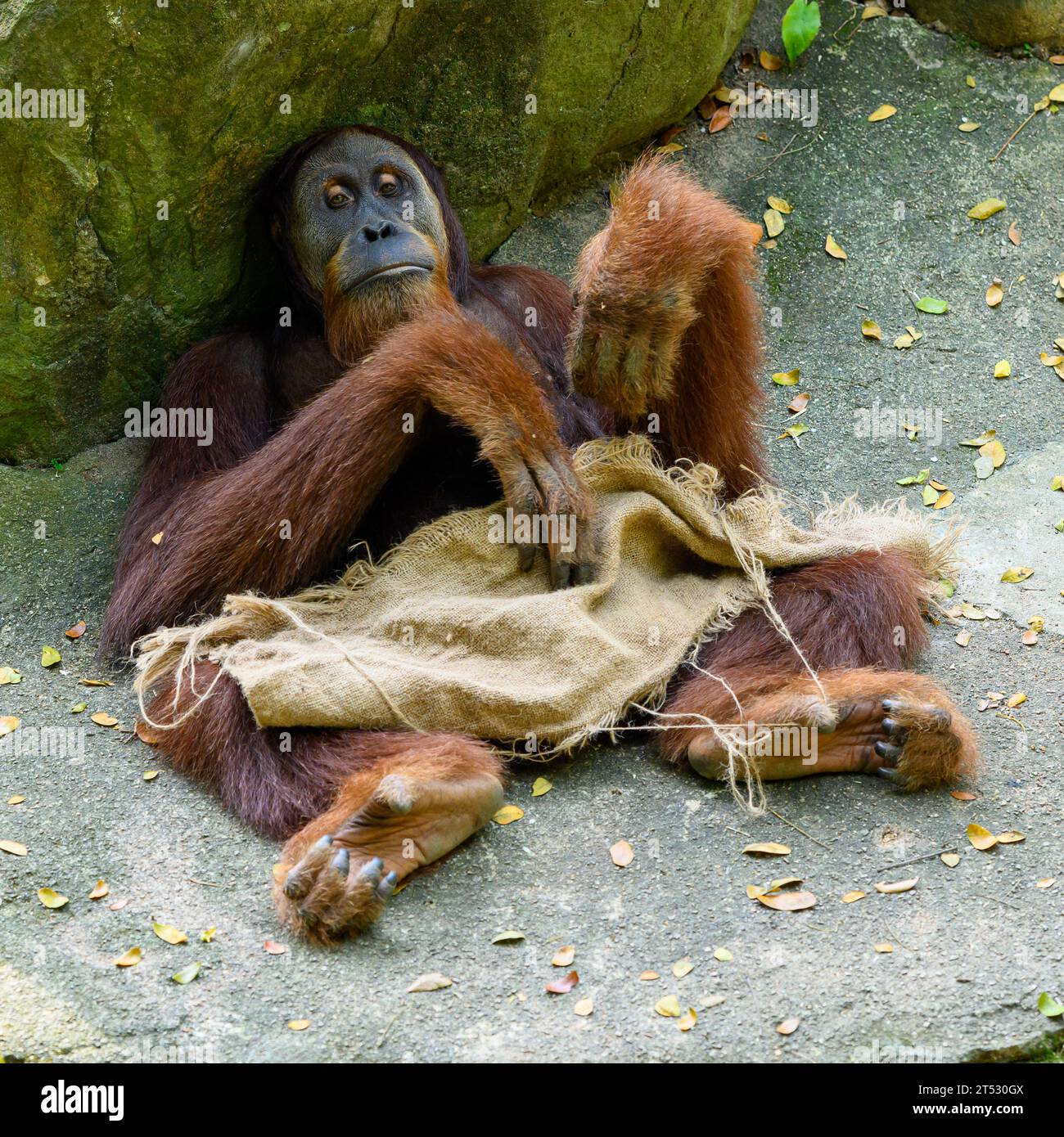 Un orangutan pigro e riposante allo zoo di Singapore Foto Stock