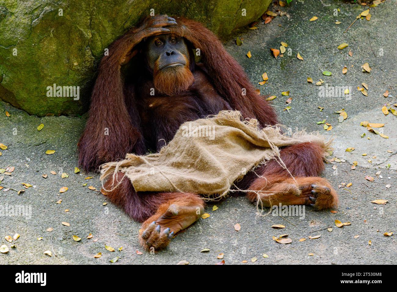 Un orangutan pigro e riposante allo zoo di Singapore Foto Stock