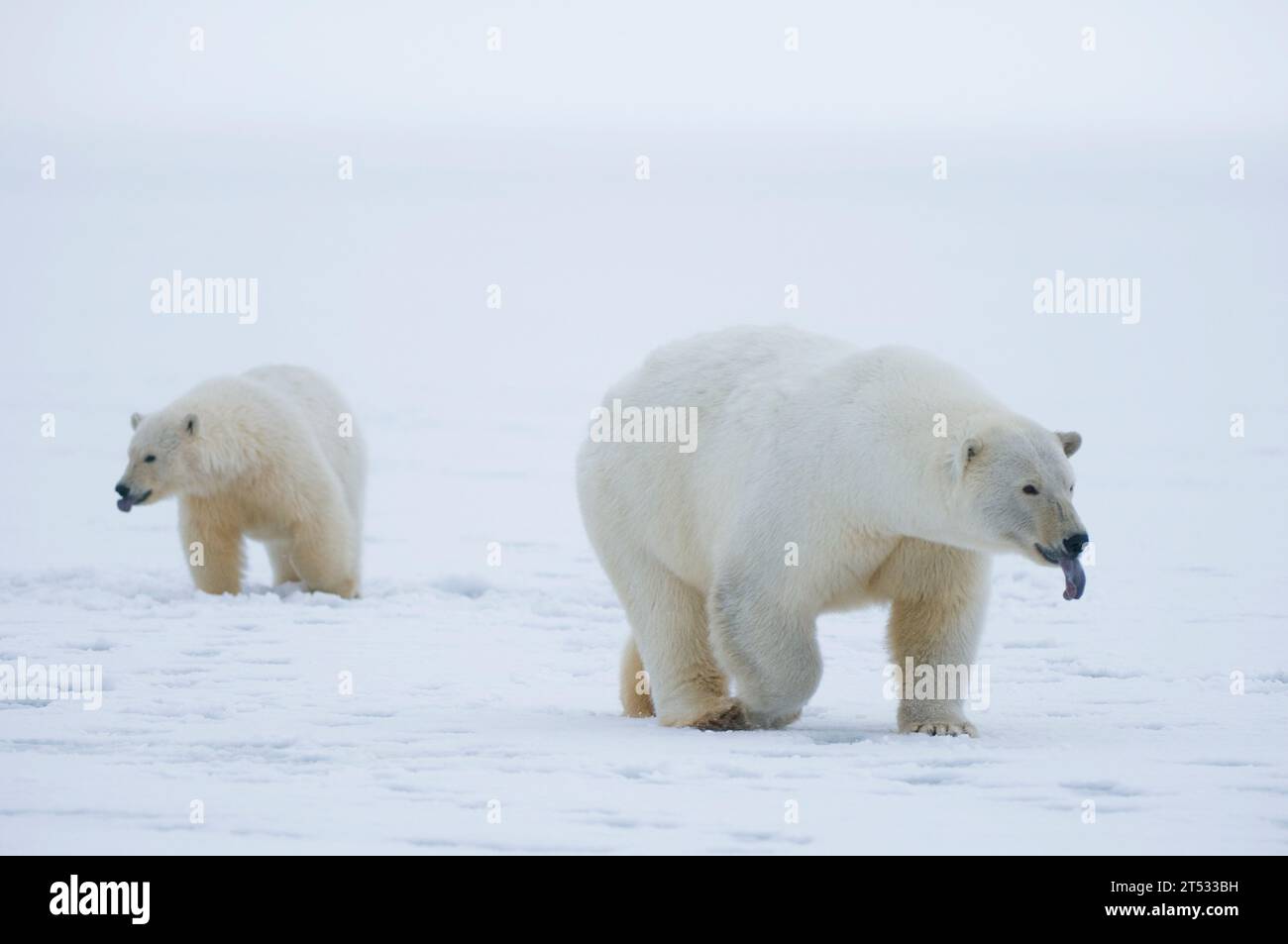 Orsi polari Ursus maritimus profilo di una scrofa con il suo cucciolo che odora di sfogo sul ghiaccio appena formato lungo la costa, congelare 1002 ANWR Kaktovik Ak Foto Stock
