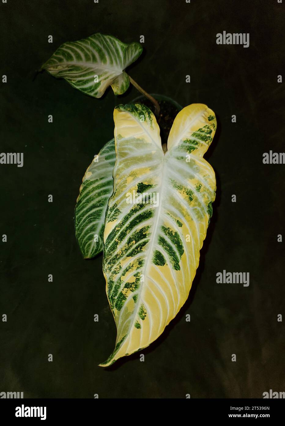 Bellissima foglia variegata gialla e verde di Xanthosoma Magnificum Aurea, una rara pianta tropicale Foto Stock