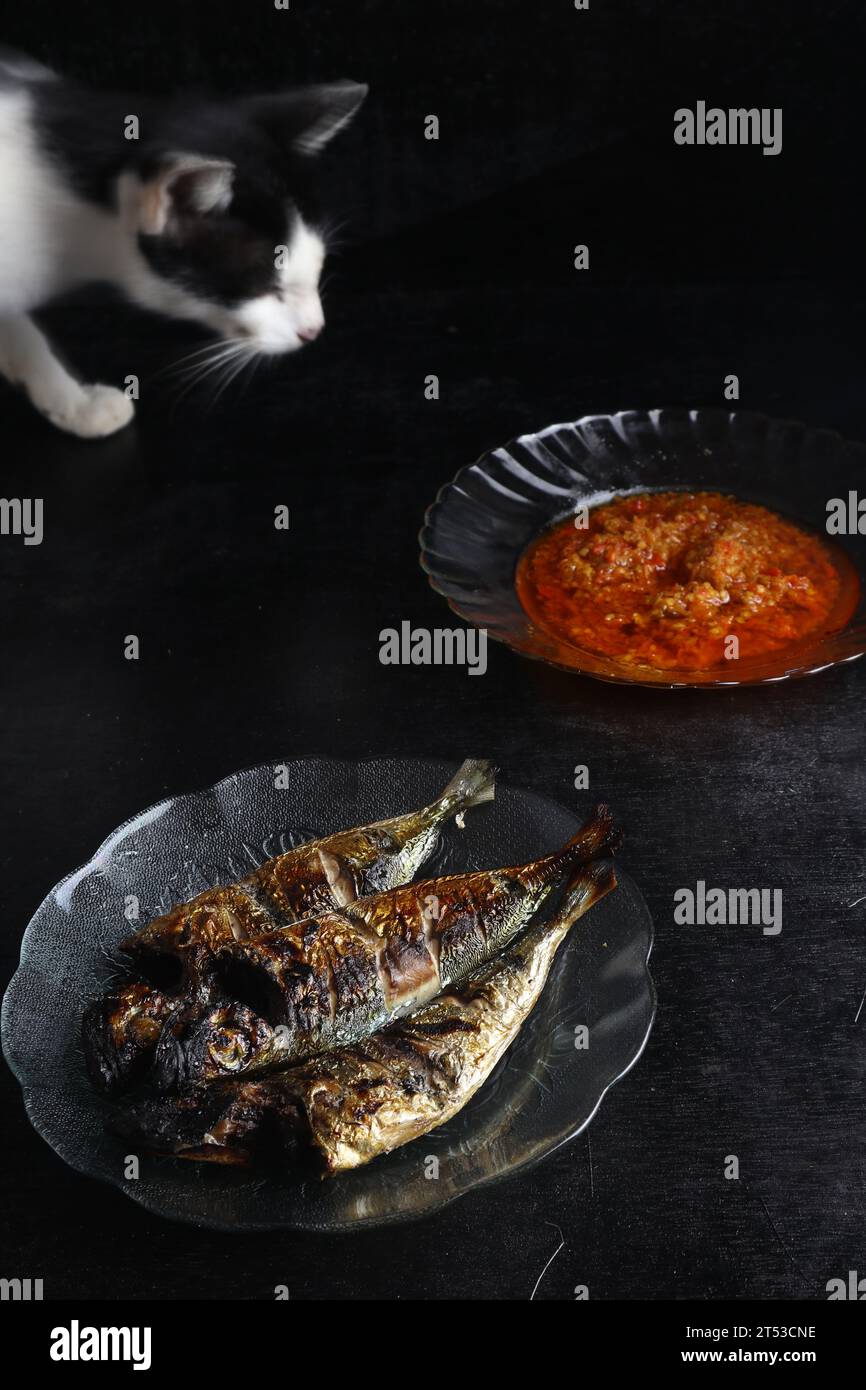 pesce alla griglia e sambal che il gatto quasi mangia. pesce alla griglia e salsa al peperoncino su sfondo nero Foto Stock