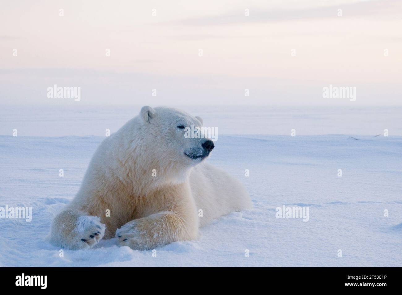 L'orso polare Ursus maritimus si appoggia sul ghiaccio appena formato durante il congelamento autunnale al largo dei 1002 Are ANWR kaktovik Barter Island Alaska Foto Stock