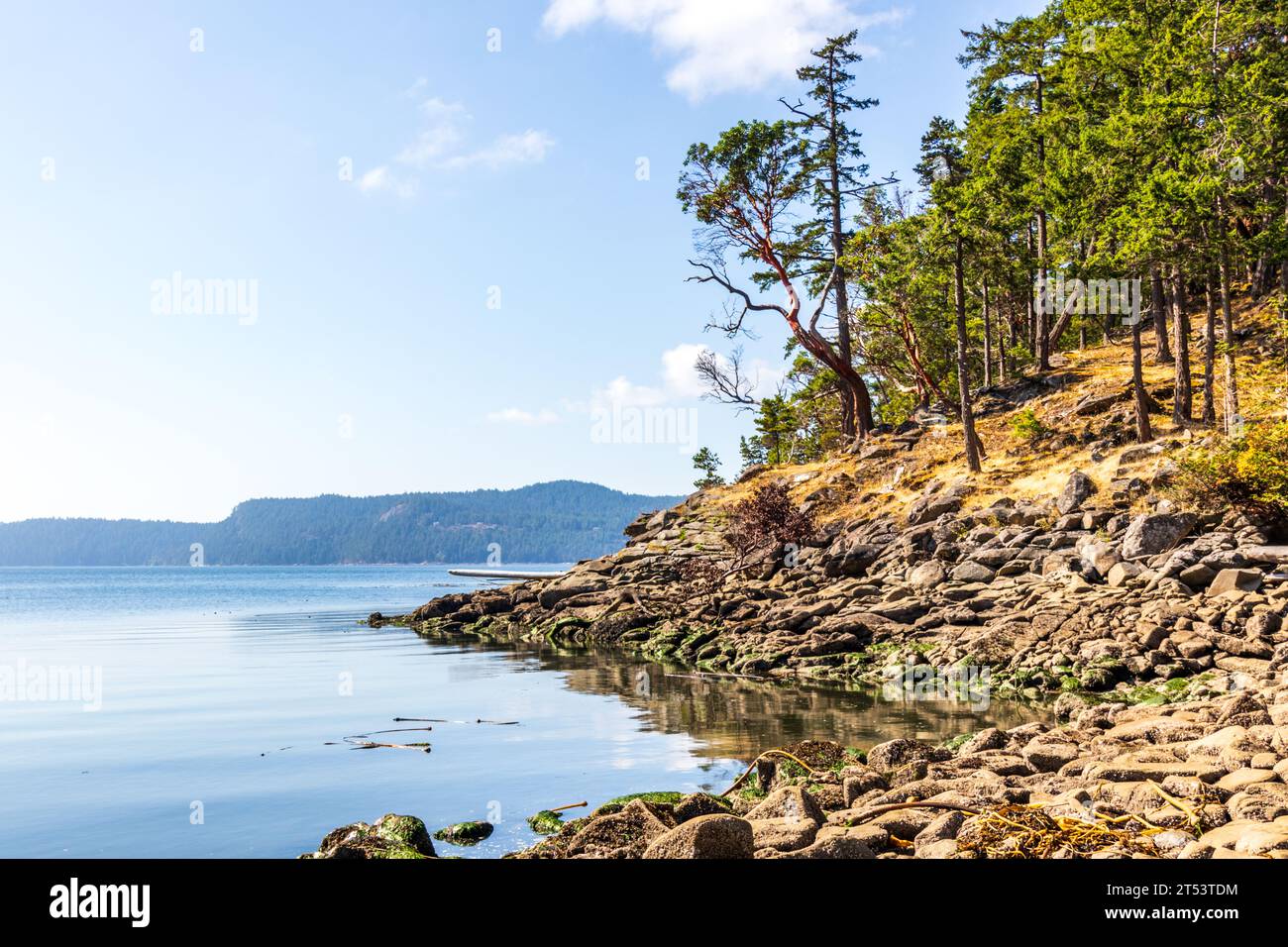 Alberi lungo la costa rocciosa di una spiaggia a Mayne Island, British Columbia, Canada. Foto Stock
