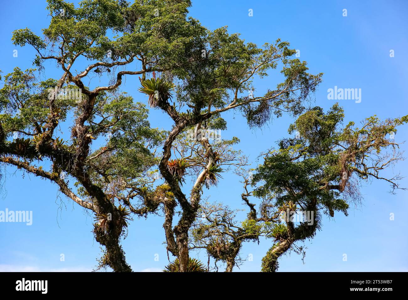 Impressionante corona di alberi contro il cielo blu, Itatiaia, Rio de Janeiro, Brasile Foto Stock