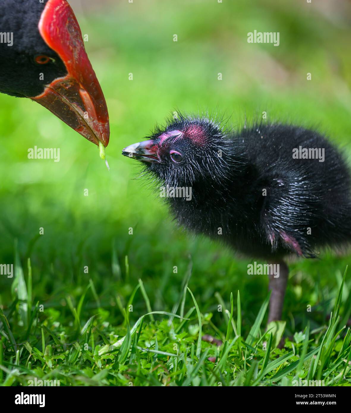 La madre di uccellini Pukeko dà da mangiare al bambino Pukeko. WESTERN Springs Park, Auckland. Formato verticale. Foto Stock