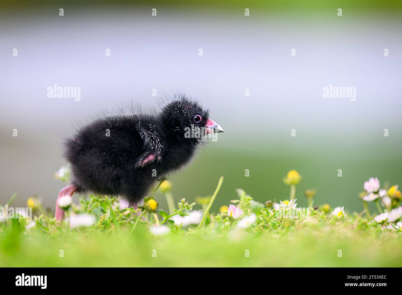 Pulcino Pukeko che sbatte le ali e cammina tra fiori selvatici con uno sfondo naturale liscio. Auckland. Foto Stock