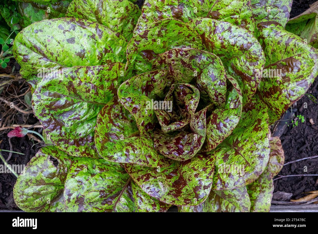 La lattuga tipo romaine/cos è nota come Flashy Trout back con le sue foglie macchiate di vino Foto Stock