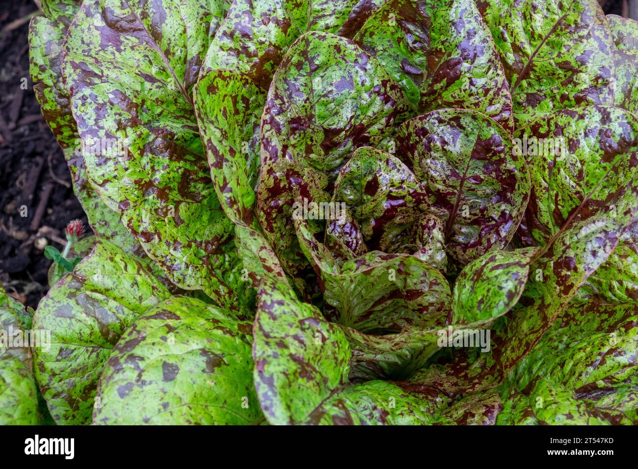 La lattuga tipo romaine/cos è nota come Flashy Trout back con le sue foglie macchiate di vino Foto Stock