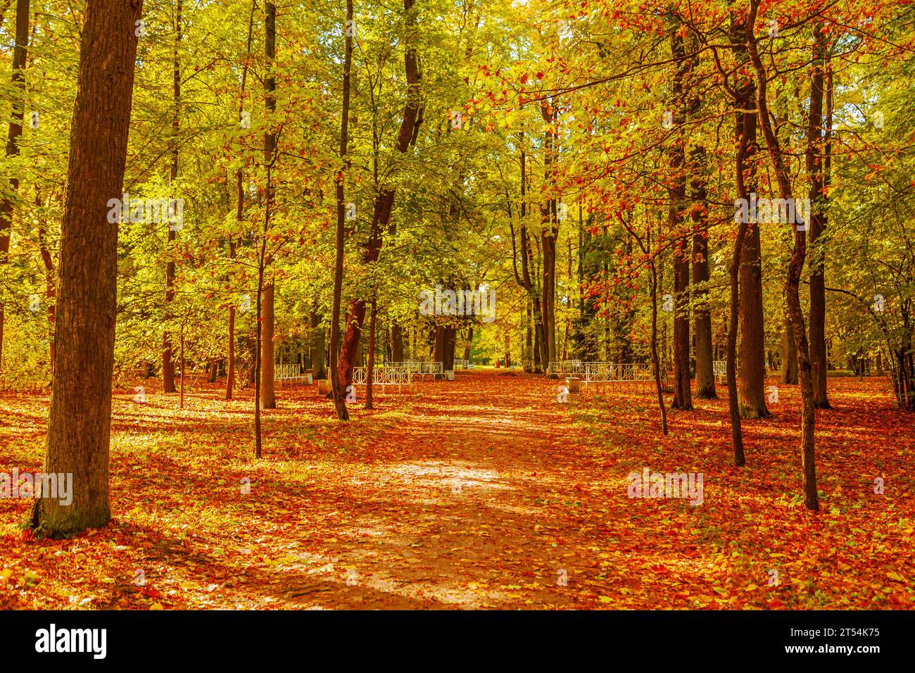 Colorato parco autunnale in una giornata di sole. Splendido paesaggio autunnale con alberi gialli e rossi. Foglie cadenti. Sfondo naturale autunnale. Foto Stock
