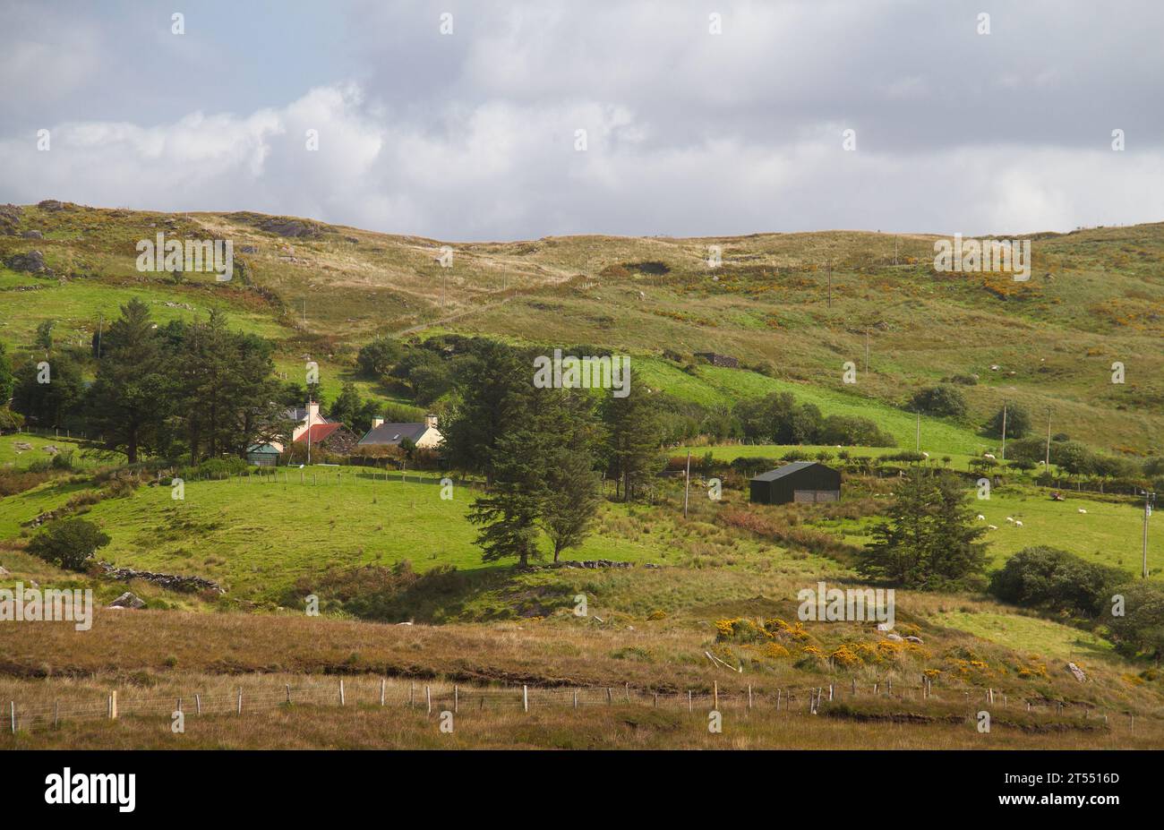 Paesaggio irlandese: Una fattoria bianca con prato in mezzo alla brughiera con scopa fiorita sulle colline Foto Stock
