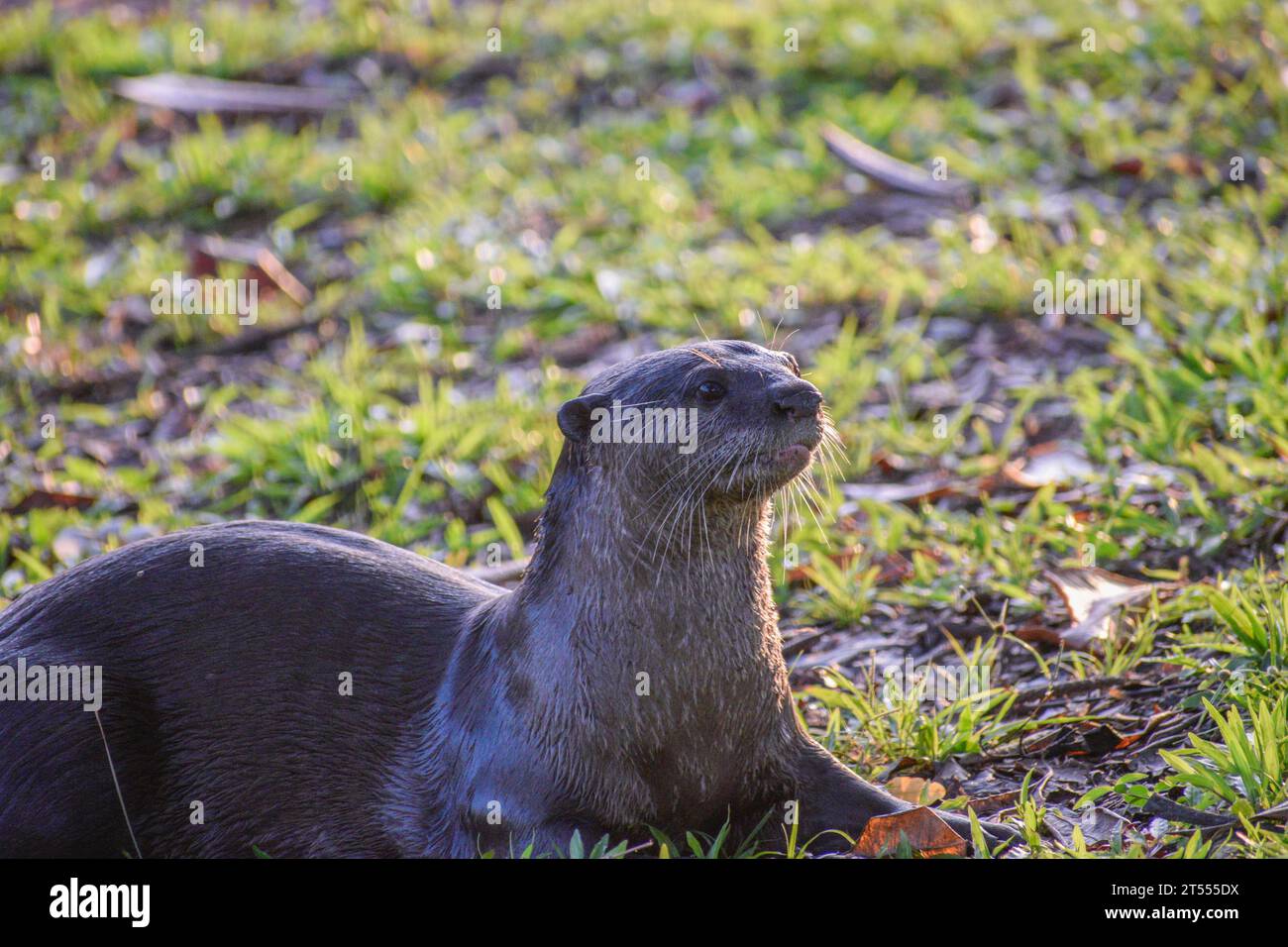 Un'immagine ravvicinata di una lontra liscia al bordo del lago Jurong nella parte occidentale di Singapore. Foto Stock