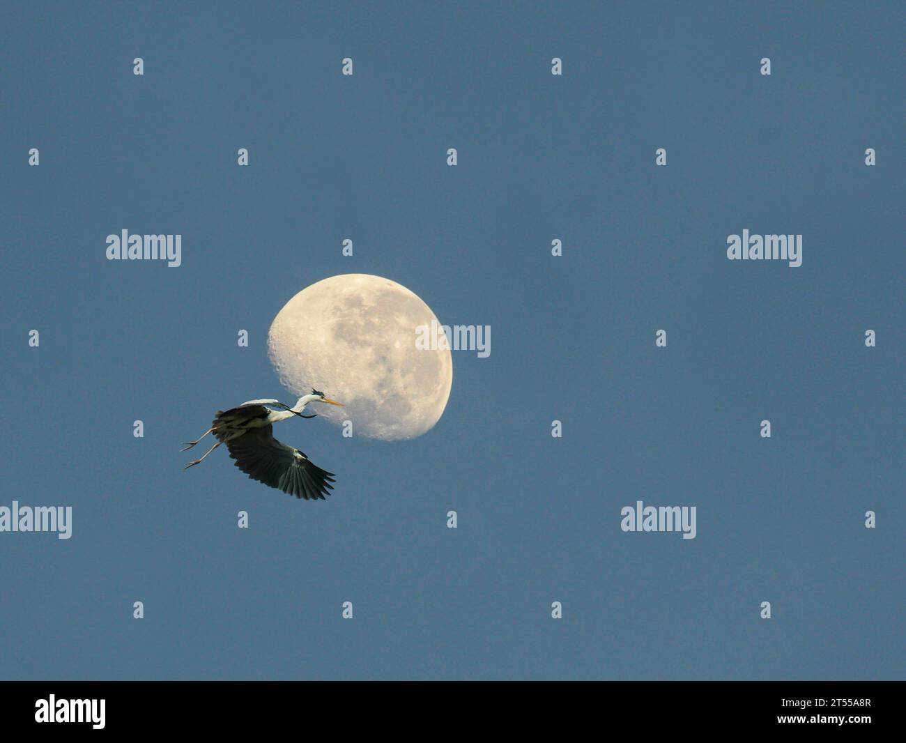 Airone grigio e luna di giorno con sfondo blu. Gli aironi grigi sono comunemente avvistati vicino al lago Jurong nella parte occidentale di Singapore. Foto Stock