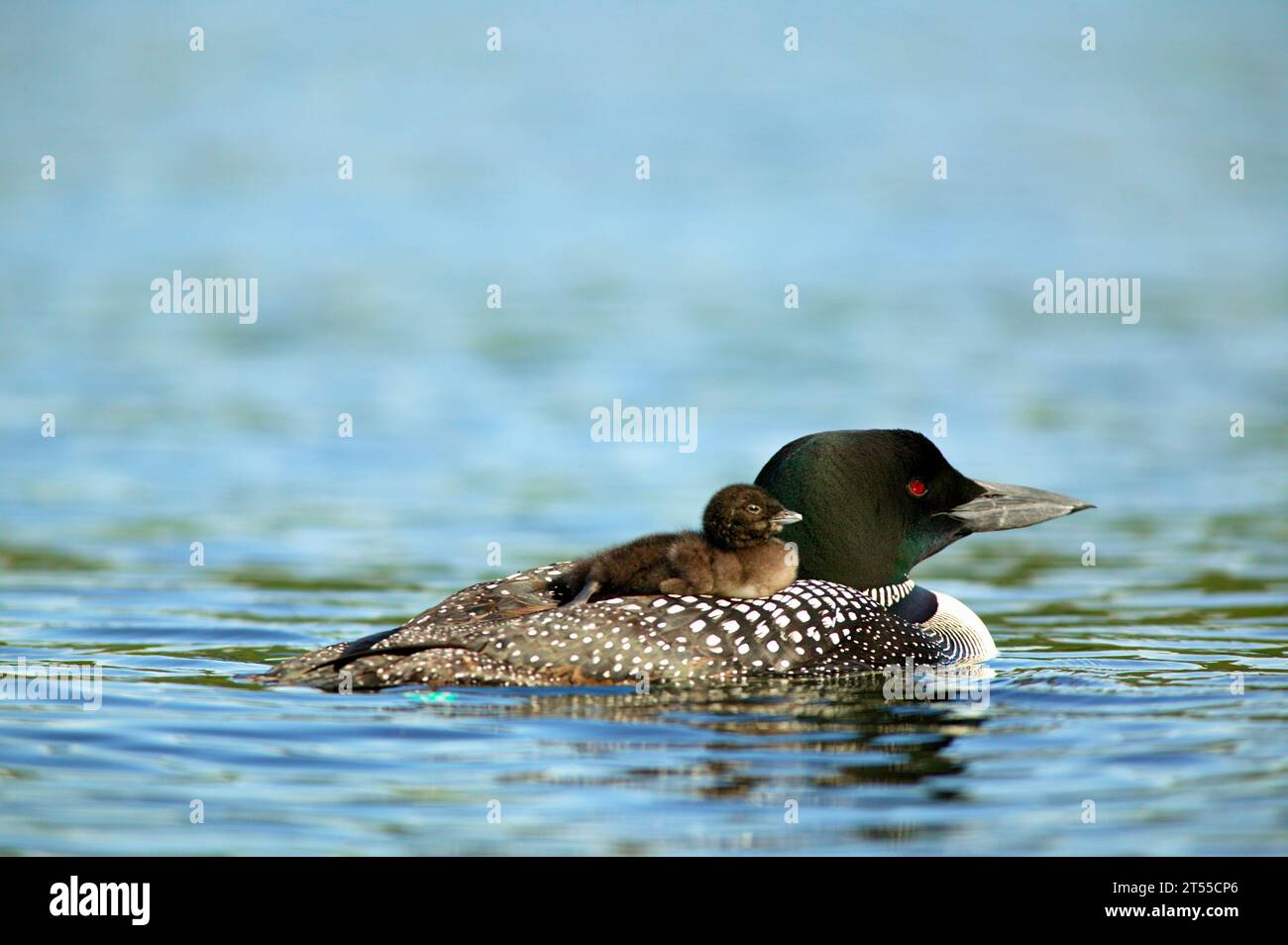 Un giorno, Common Loon, con sua madre, Little Squam Lake, New Hampshire. Foto Stock