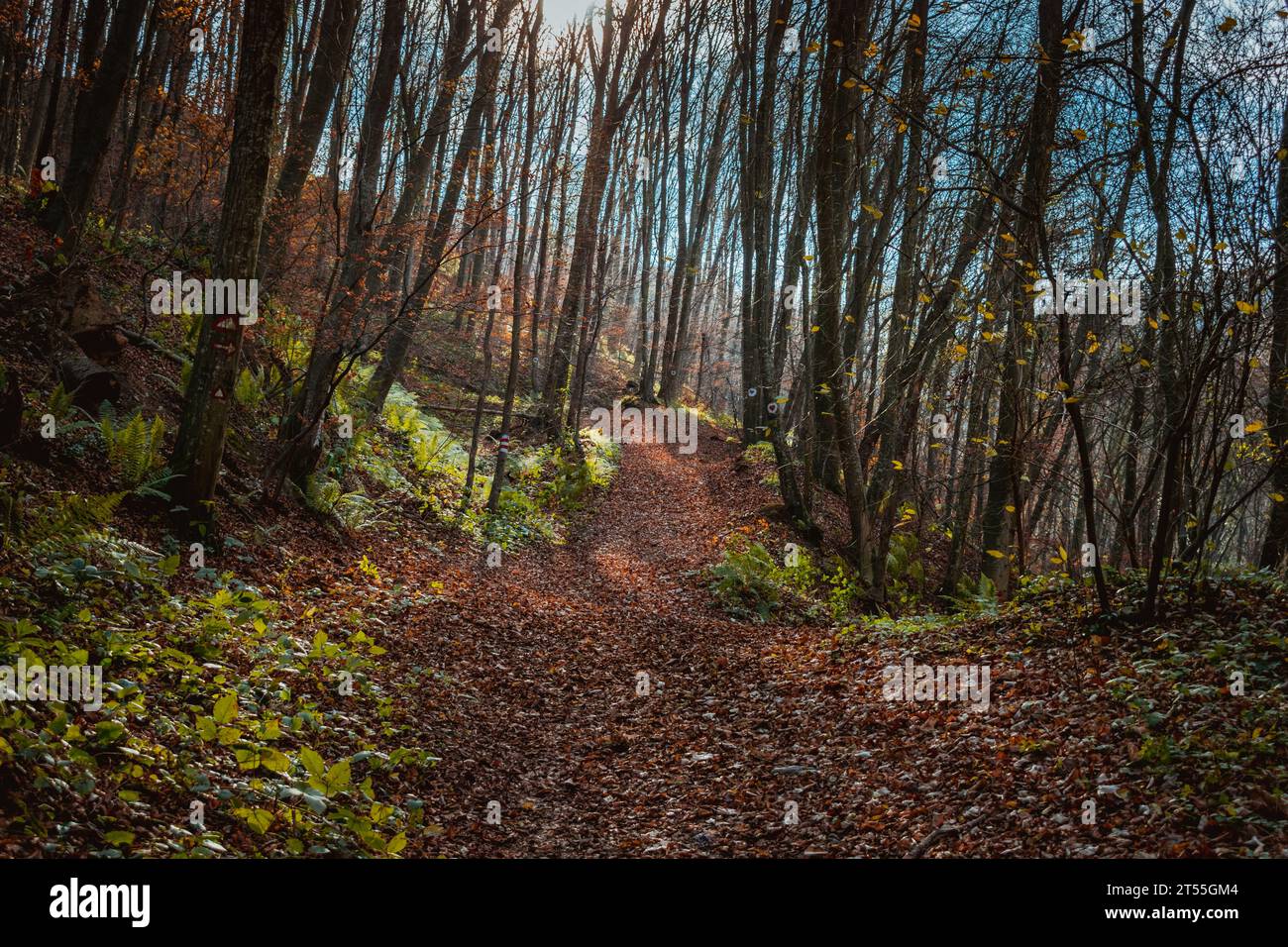 Parco Nazionale Fruska Gora in Serbia, autunno Foto Stock