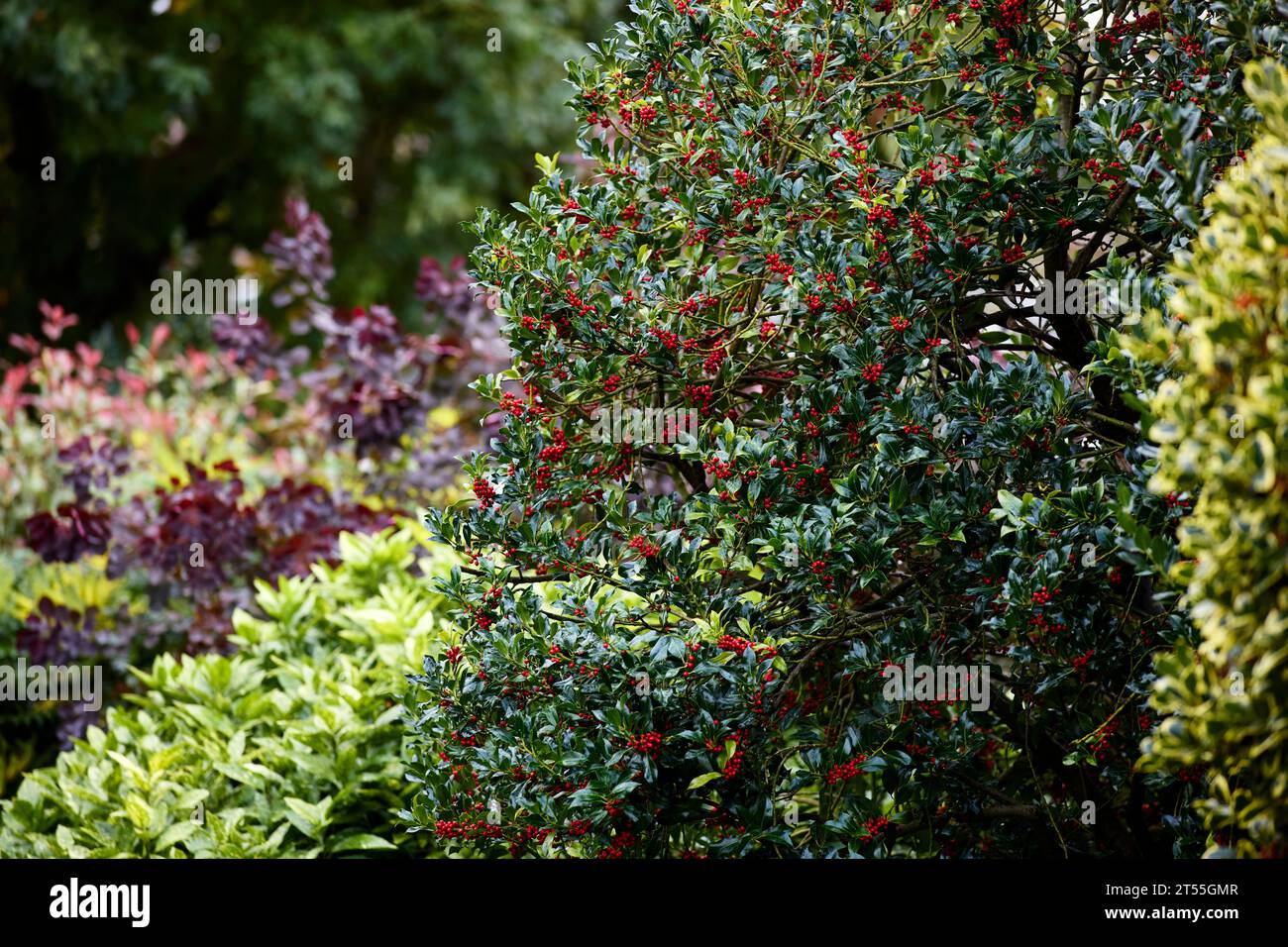 Agrifoglio bush Foto Stock