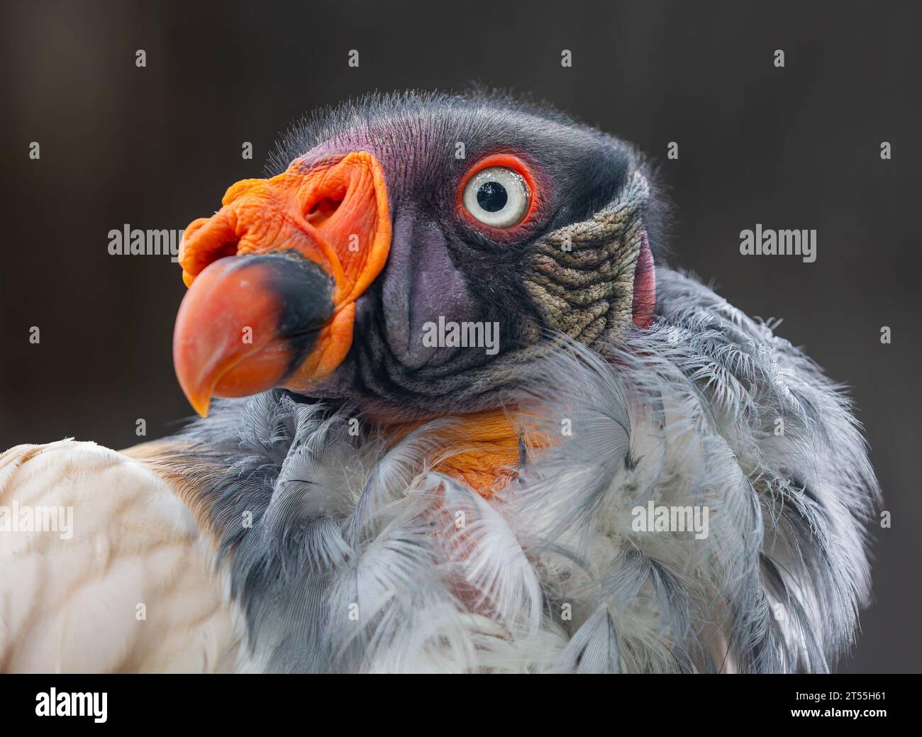 Vista frontale ravvicinata di un avvoltoio re (Sarcoramphus papa) Foto Stock