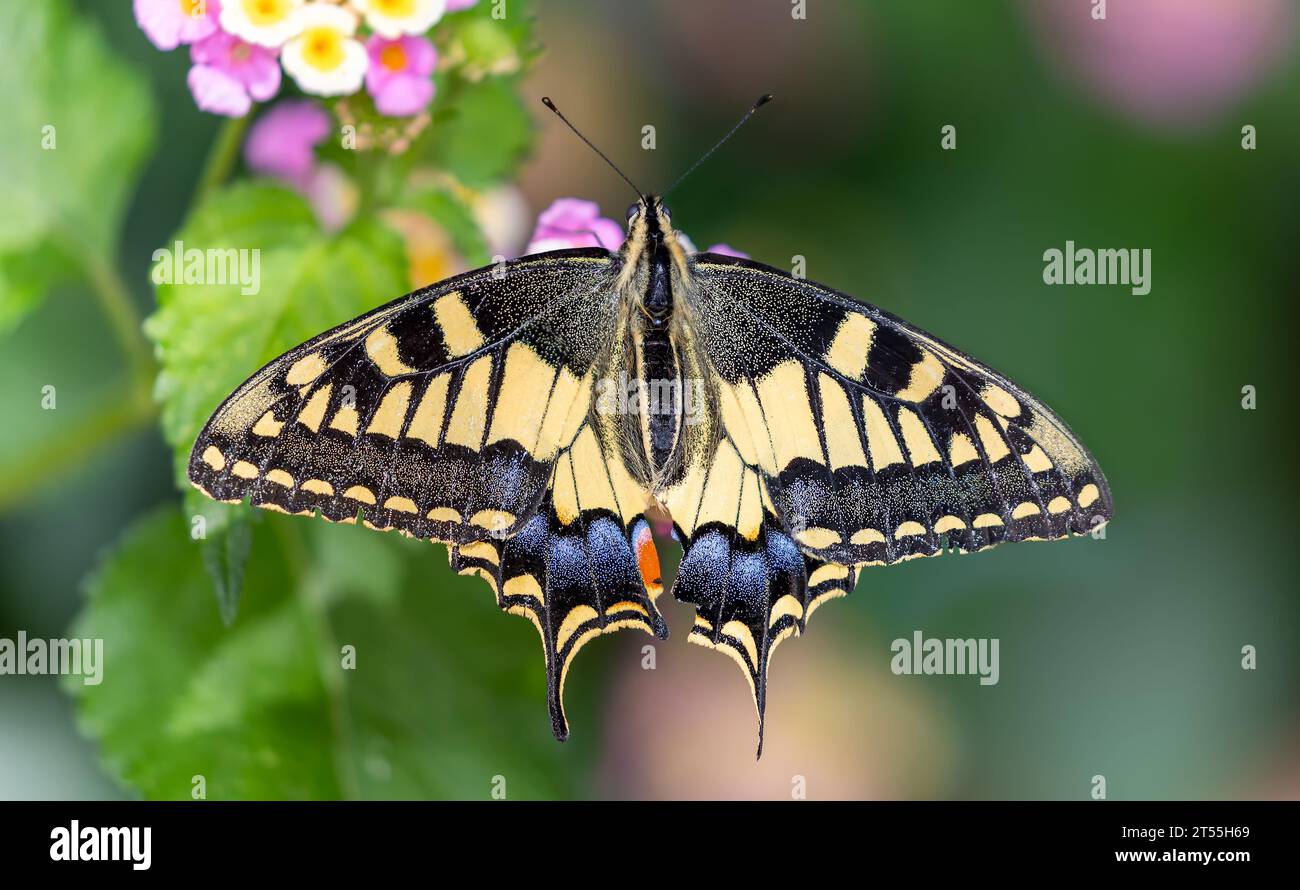 Primo piano sul lato dorsale di una coda di rondine a farfalla (Papilio machaon) - centro di Minorca Foto Stock