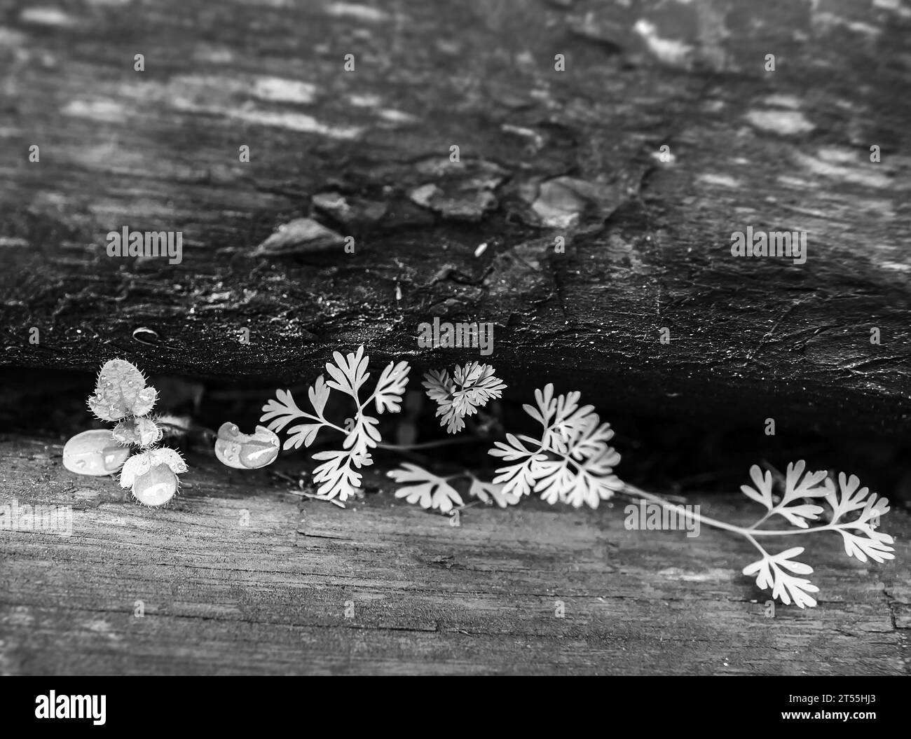 Rugiada sulle foglie tra due tronchi in Penaguila Foto Stock