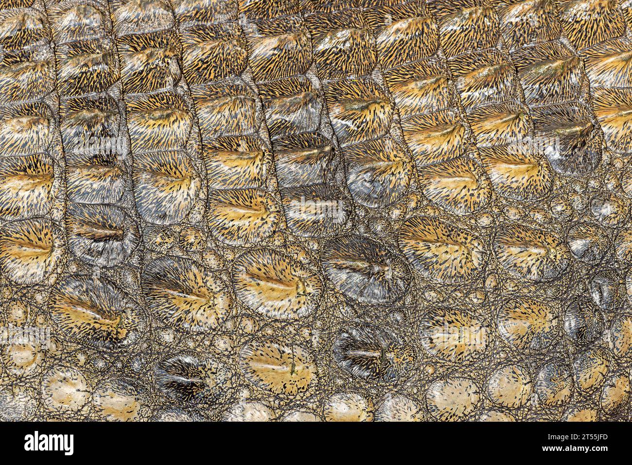 Vista ravvicinata di una pelle di coccodrillo del Nilo come sfondo Foto Stock