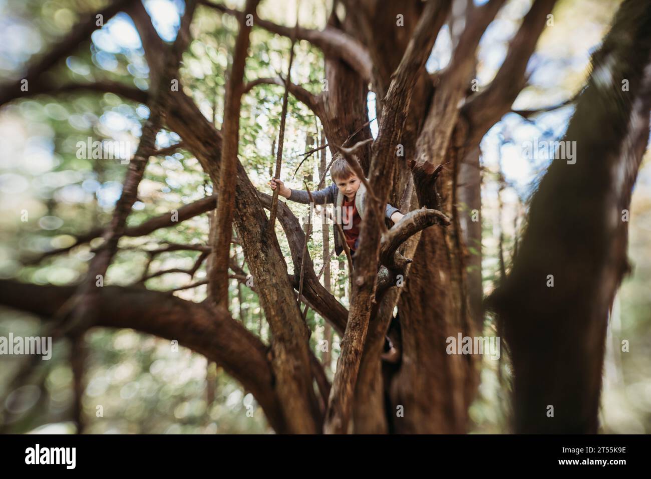 Foto creativa di un giovane ragazzo che si arrampica su un albero nella foresta Foto Stock