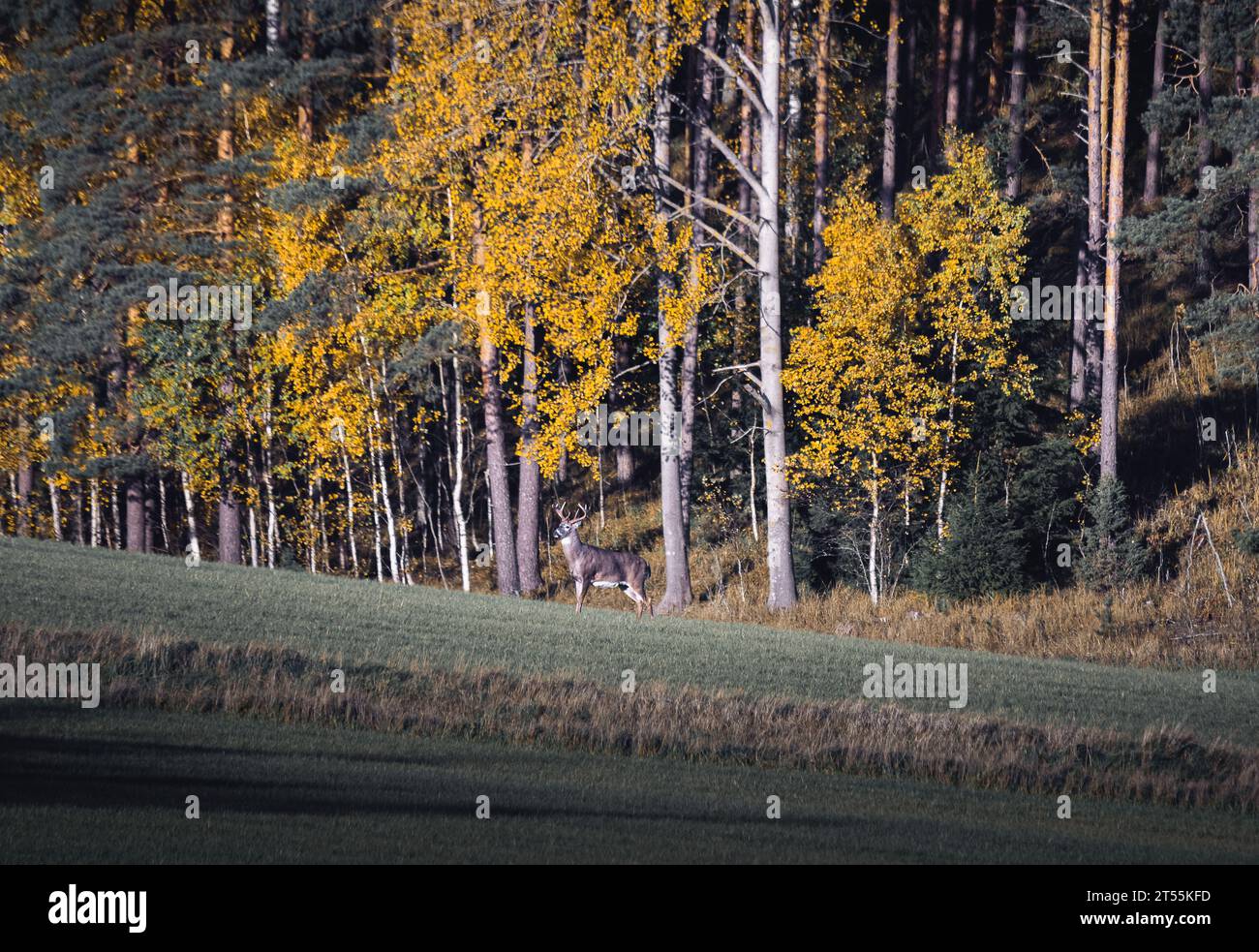 Cervi dalla coda bianca nella foresta autunnale Foto Stock
