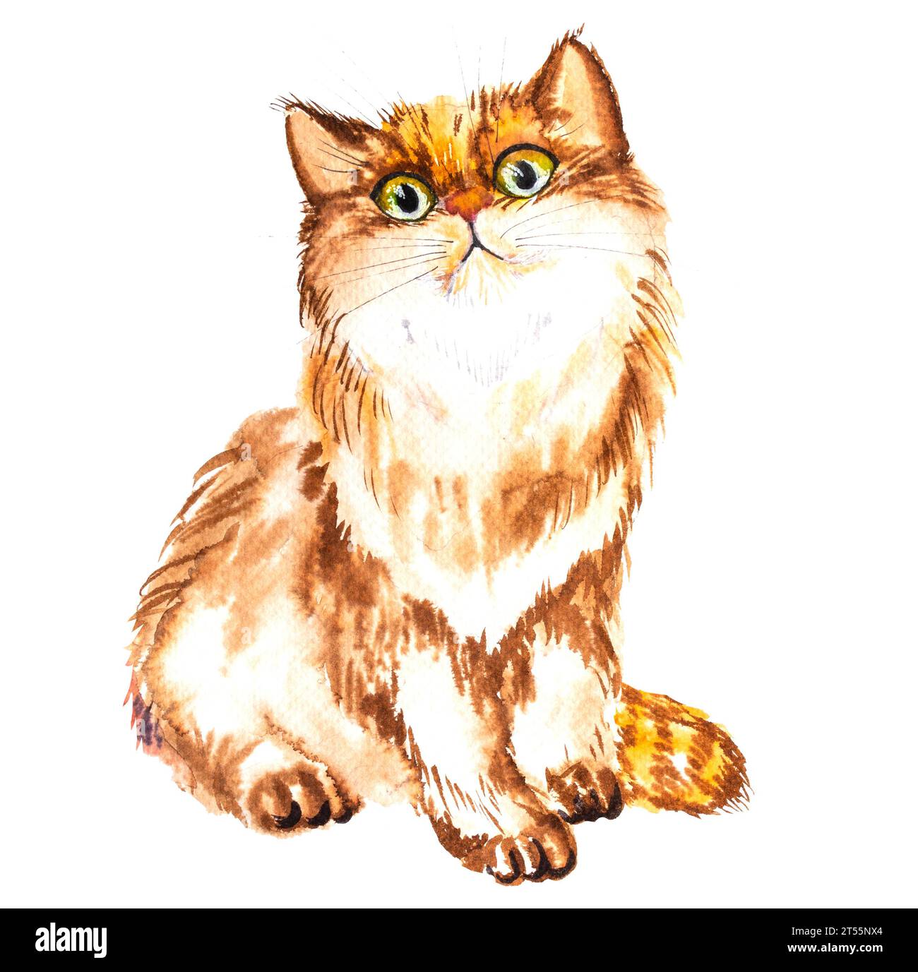 Illustrazione ad acquerello di un gatto pazzo rosso soffice, disegnato a mano. Foto Stock