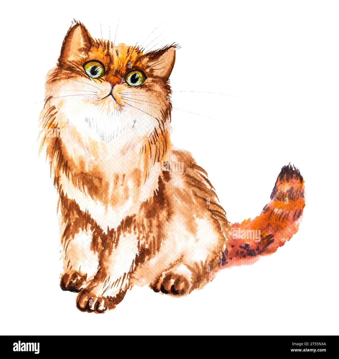 Illustrazione ad acquerello di un gatto pazzo rosso soffice, disegnato a mano. Foto Stock