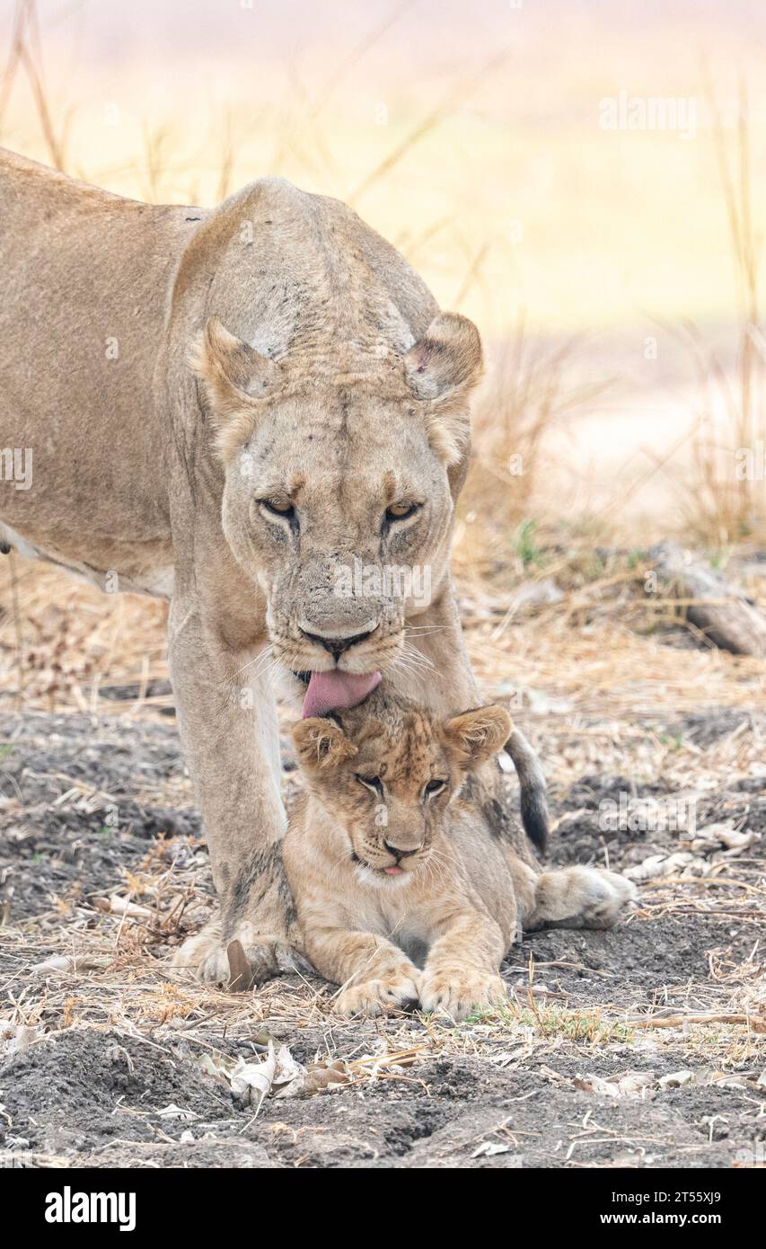 Lioness con il suo cucciolo AFRICA immagini che SI SCIOGLIE IL CUORE mostrano una famiglia di leoni soprannominata 'The Hollywoods' perché sono davvero belli e l'hanno fatto Foto Stock