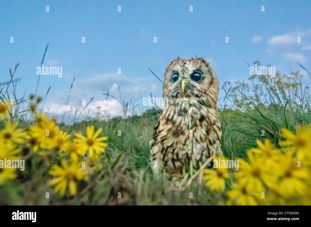 Una femmina di civetta si siede tra fiori dorati dell'HERTFORDSHIRE, sono emerse scene COMICHE che mostrano una civetta che appare durante le ultime ore di luce Foto Stock