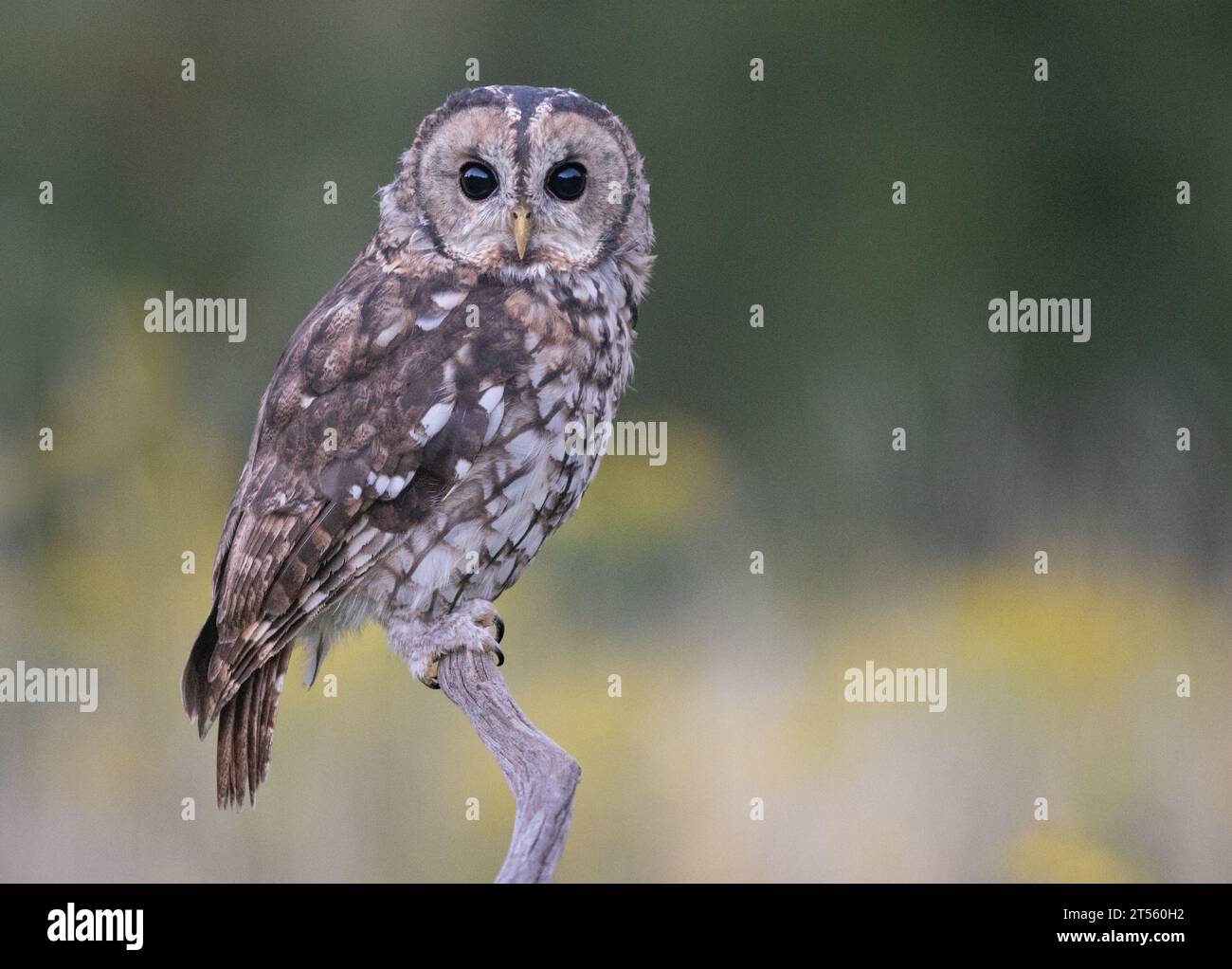 Il gufo tawny maschio offre al fotografo il ritratto perfetto per il suo pesce persico HERTFORDSHIRE, nel Regno Unito, sono emersi scatti COMICI che mostrano un appearin tawny gufo Foto Stock