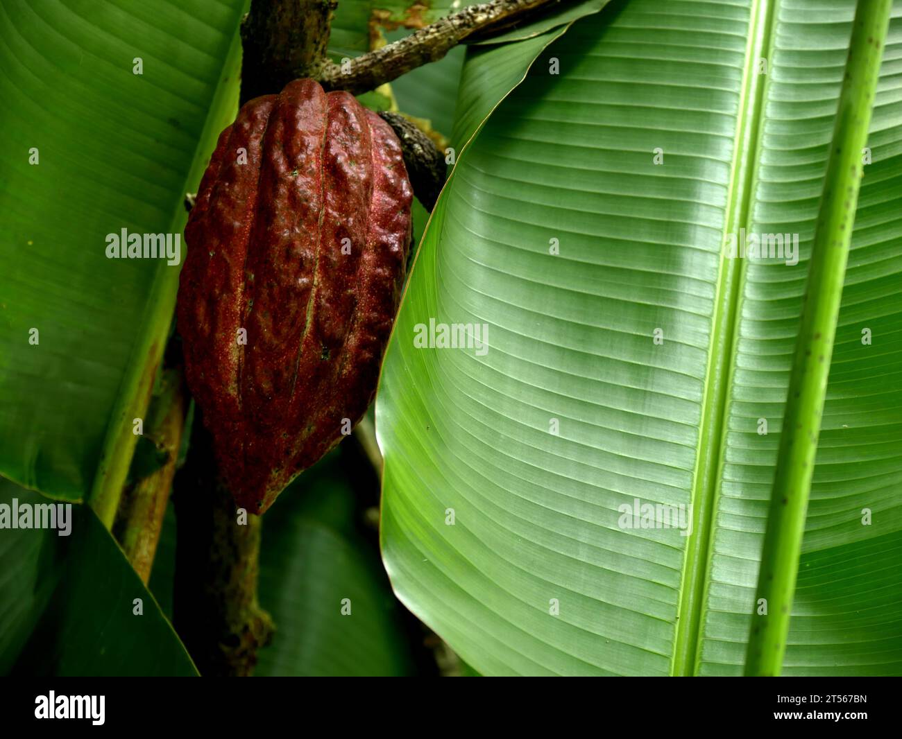 Theobroma cacao, frutto del cacao nella giungla in mezzo alle foglie di banana Foto Stock