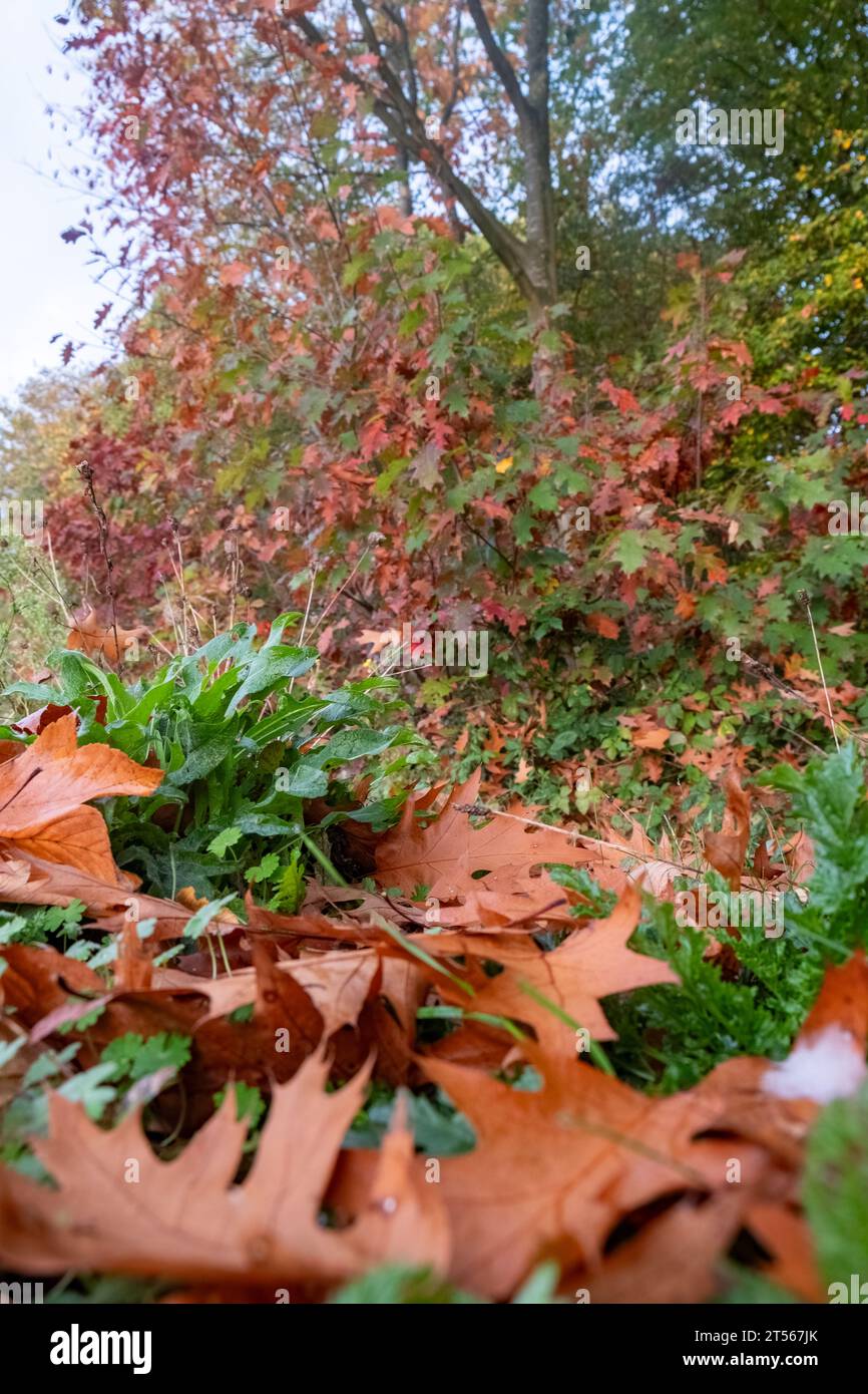 La natura mette in mostra la sua abilità artistica, mentre le foglie marroni dell'autunno si trovano adagiate nella lussureggiante erba verde. Questo contrasto ravvicinato fa da sfondo alla grandiosità di Beyond: Alberi adornati in un tripudio di sfumature autunnali. Il loro fogliame colorato, che spazia dai rossi ardenti ai gialli dorati, funge da sfondo mozzafiato, racchiudendo l'essenza dell'autunno in un'unica vista mozzafiato. Tavolozza autunnale: Fogliame marrone nel verde con alberi colorati oltre. Foto di alta qualità Foto Stock