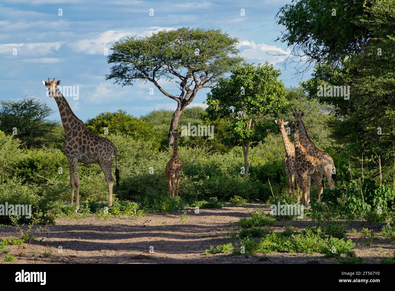 Giraffe (Giraffa camelopardalis) nella fitta macchia nel nord del Kalahari, fattoria per gli ospiti Wildacker, a nord di Grootfontein, regione di Otjozondjupa, Namibia Foto Stock
