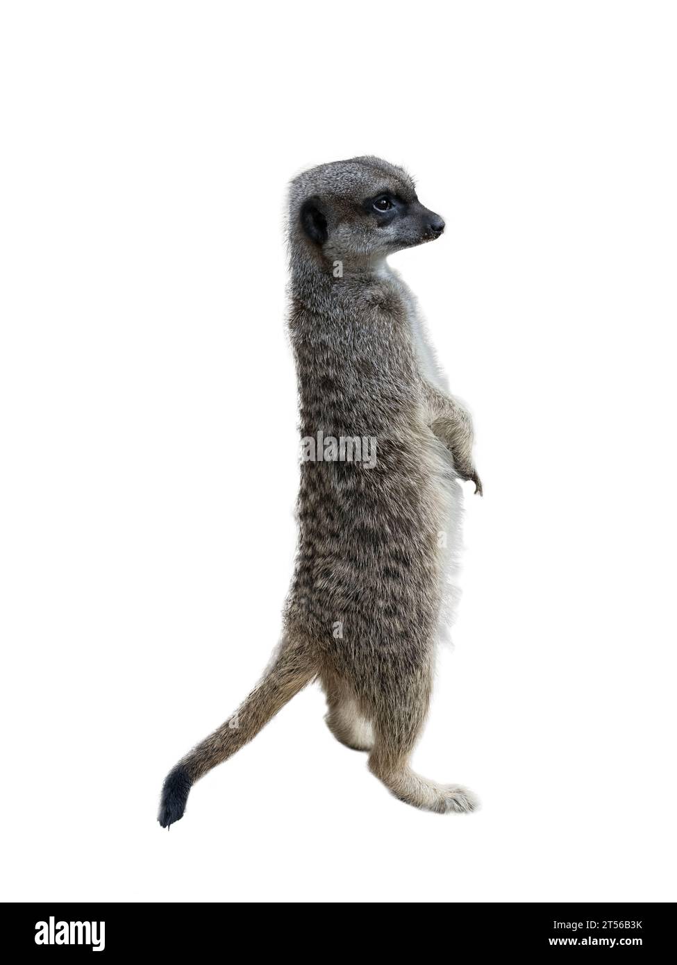 Meerkat - Suricata Suricatta su sfondo trasparente Foto Stock